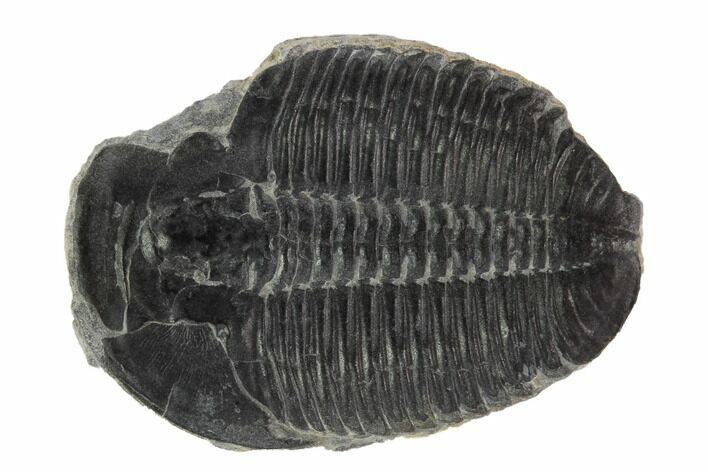 Elrathia Trilobite Molt - Wheeler Shale, Utah #97102